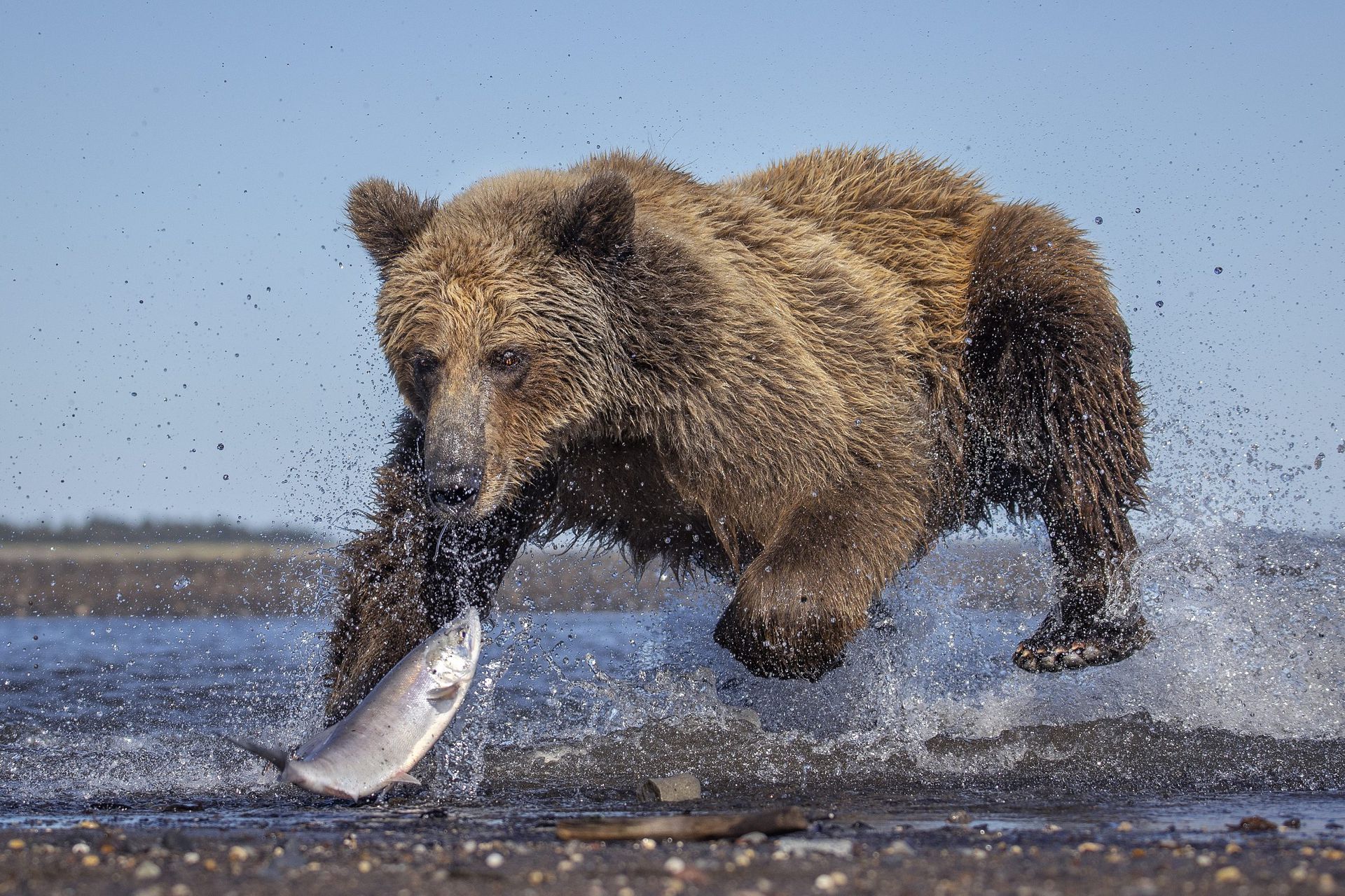 棕熊打各种熊和各种动物画面,动物和熊斗的视频