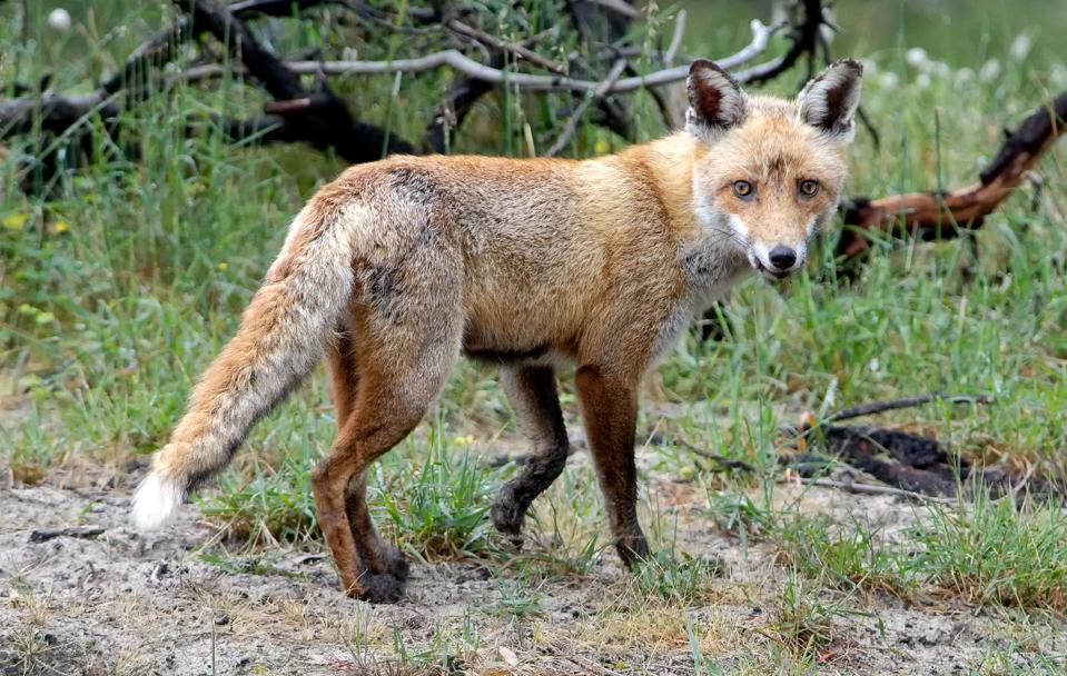 辟谣澳洲动物泛滥,澳洲兔子泛滥成灾2020