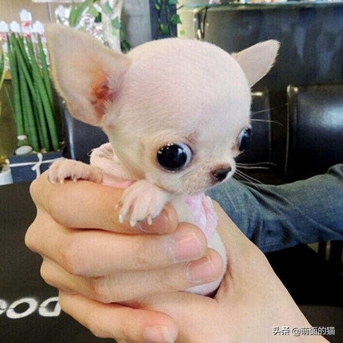 狗狗的品种大全哈士奇,哈士奇长毛狗品种大全图解