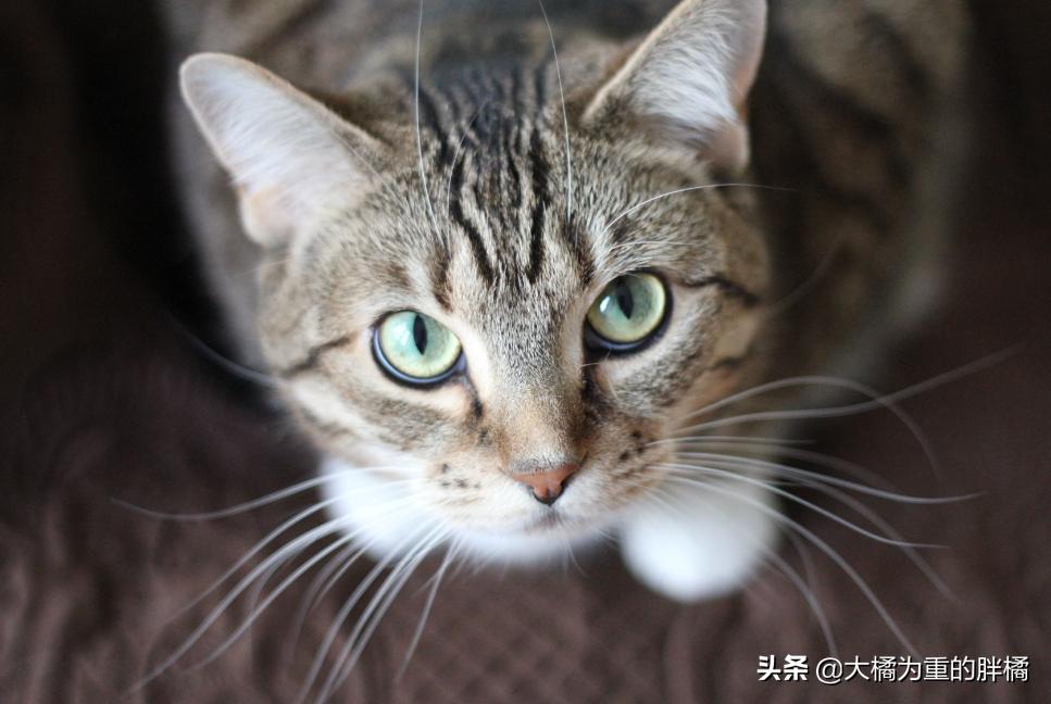 猫胡子摸不得,猫咪胡子长短不一可以剪吗
