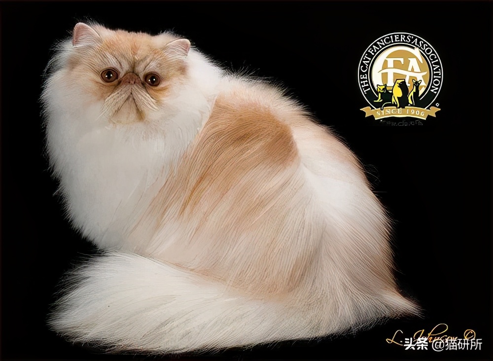 猫咪的花纹是怎么长出来的,猫咪身上的花纹有多奇葩