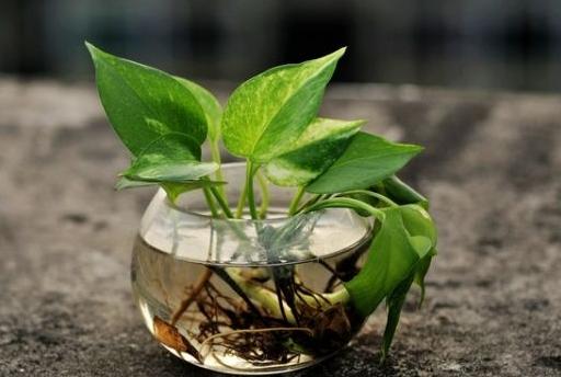 绿萝最爱喝的四种水喝完长得贼快,绿萝喝了这种水疯长