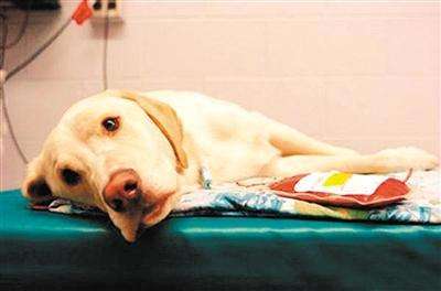 狗狗生病了作为主人该怎么应对,狗狗突然生病主人大哭