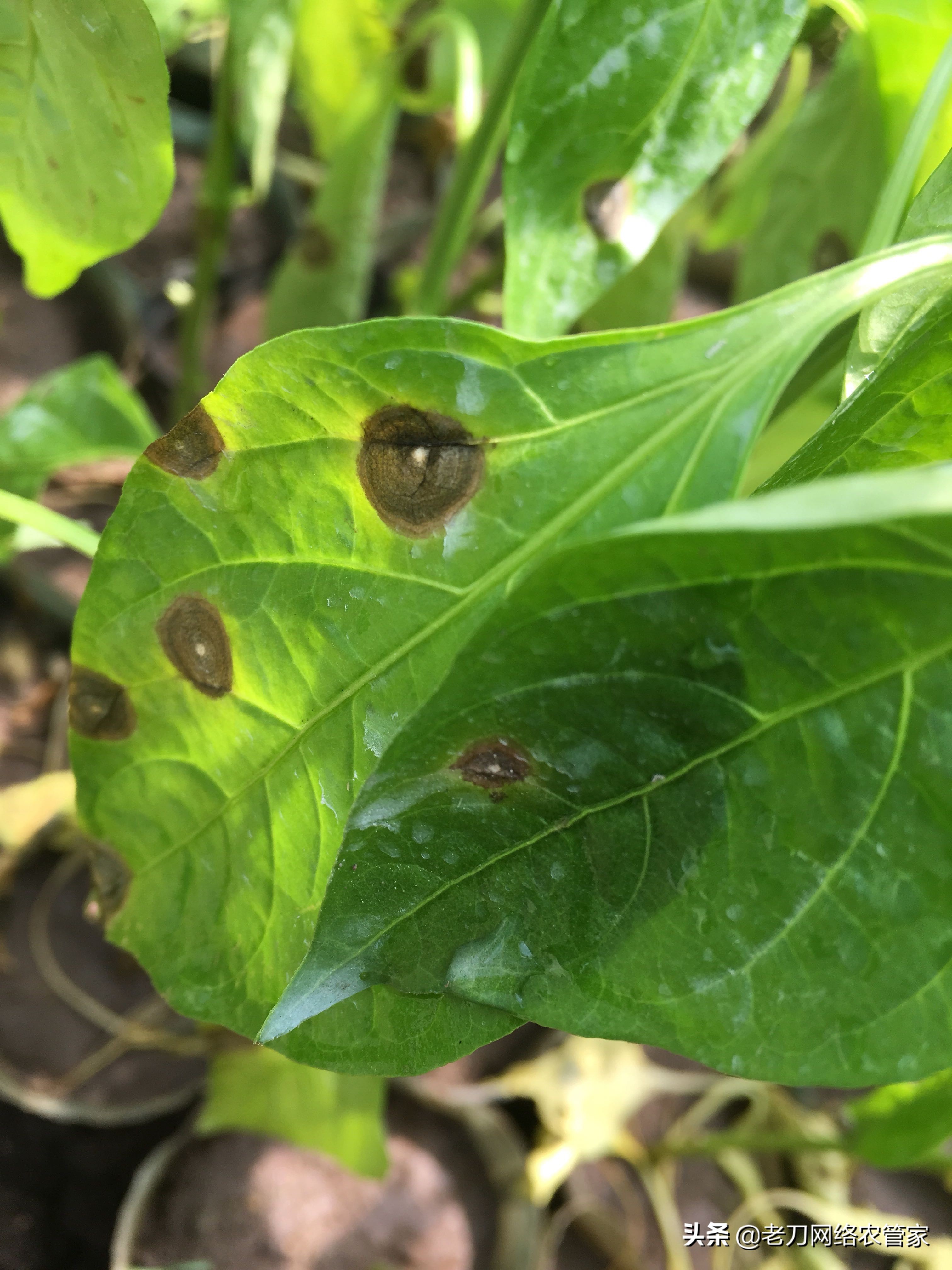 辣椒苗上的什么病?黑癍落叶,需要用什么药剂呢