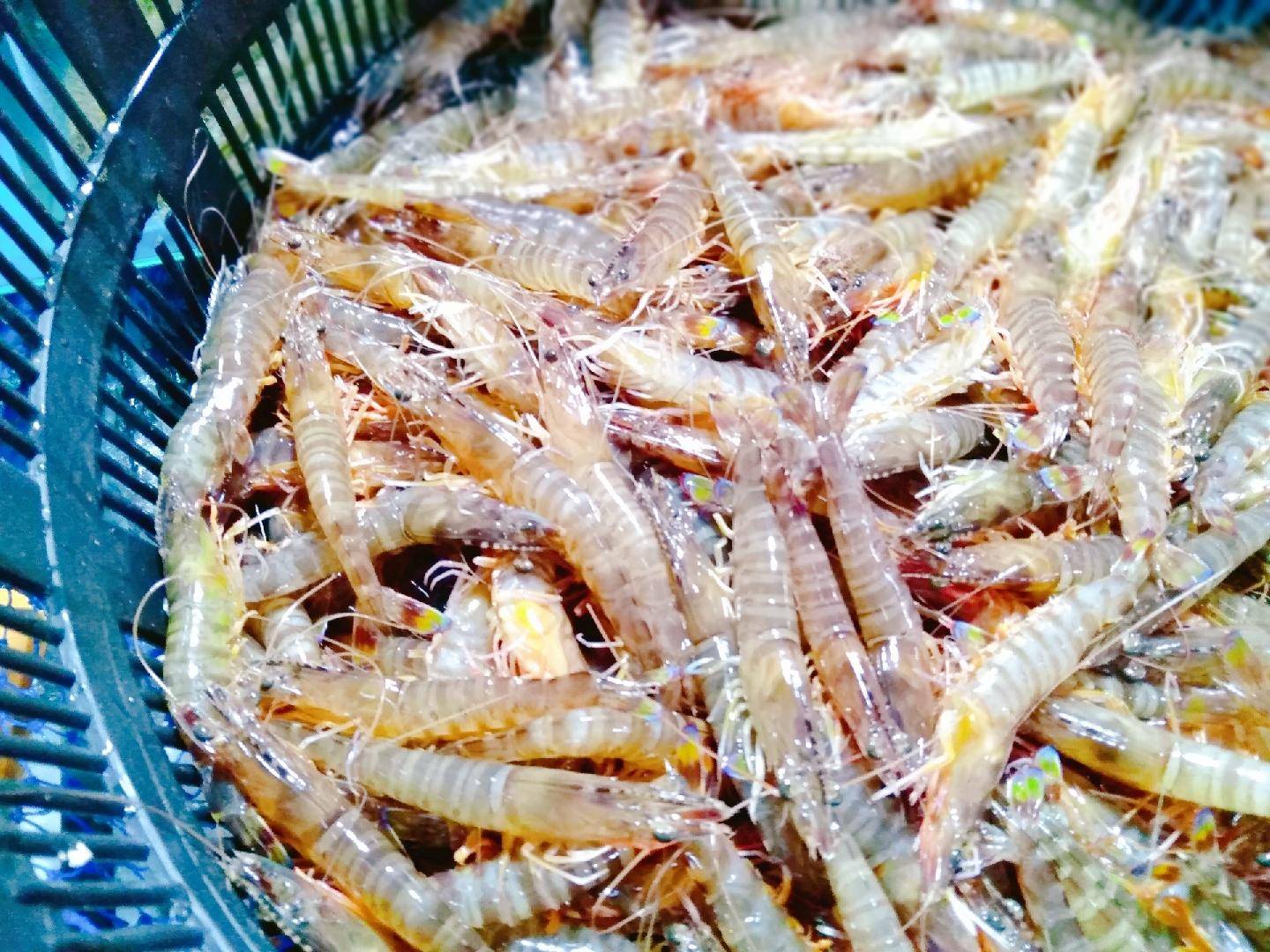 10元的鲍鱼能买吗,10元一斤的鲍鱼