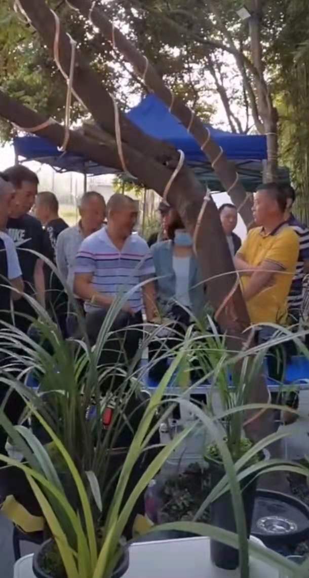 郫都区兰花交易市场在哪里,郫都最大的兰花市场