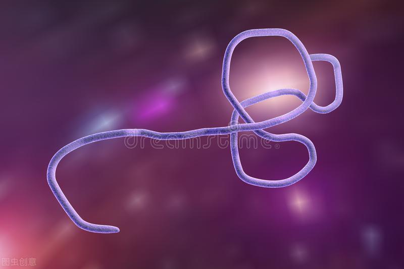 埃博拉病毒vs马尔堡病毒,马尔堡病毒和埃博拉谁更强