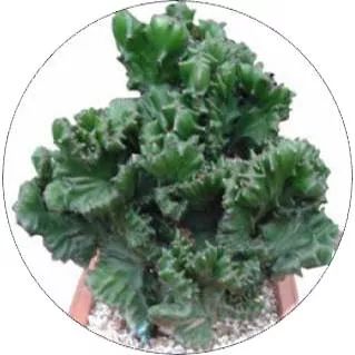 全部金木水火土五行五系植物介绍,五种植物代表五行