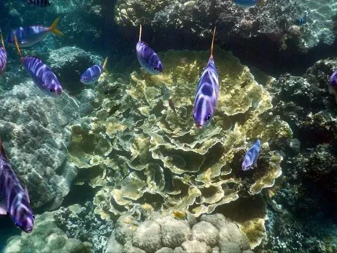 成都可以去的小岛,成都小岛旅游推荐路线攻略