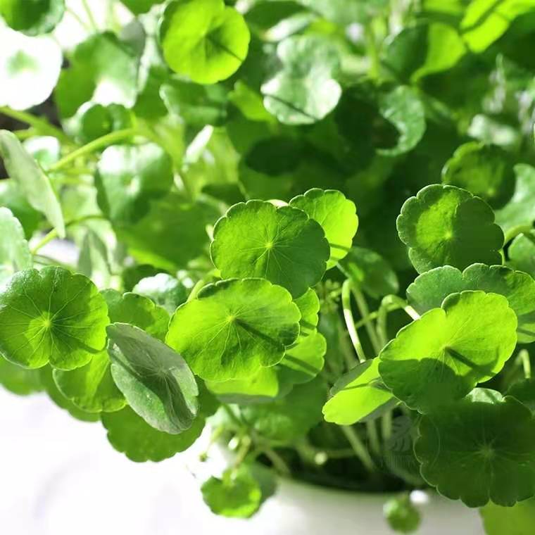 铜钱草怎样养能更快爆盆,如何养好铜钱草的方法