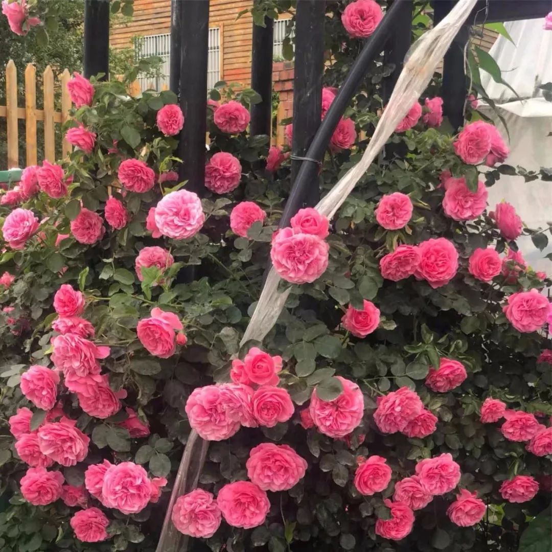 养花人最值得养的十二种花，一种花一种风华，你家养了几种？