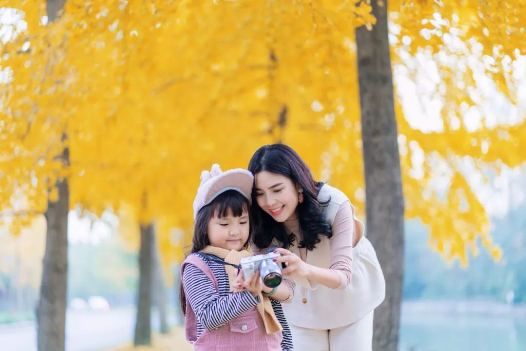 成都市区值得一去的银杏打卡,双流看银杏叶