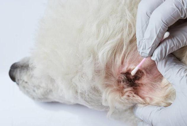 贵宾犬怎么养才听话一点呢图片,成年贵宾犬怎么养比较好一点