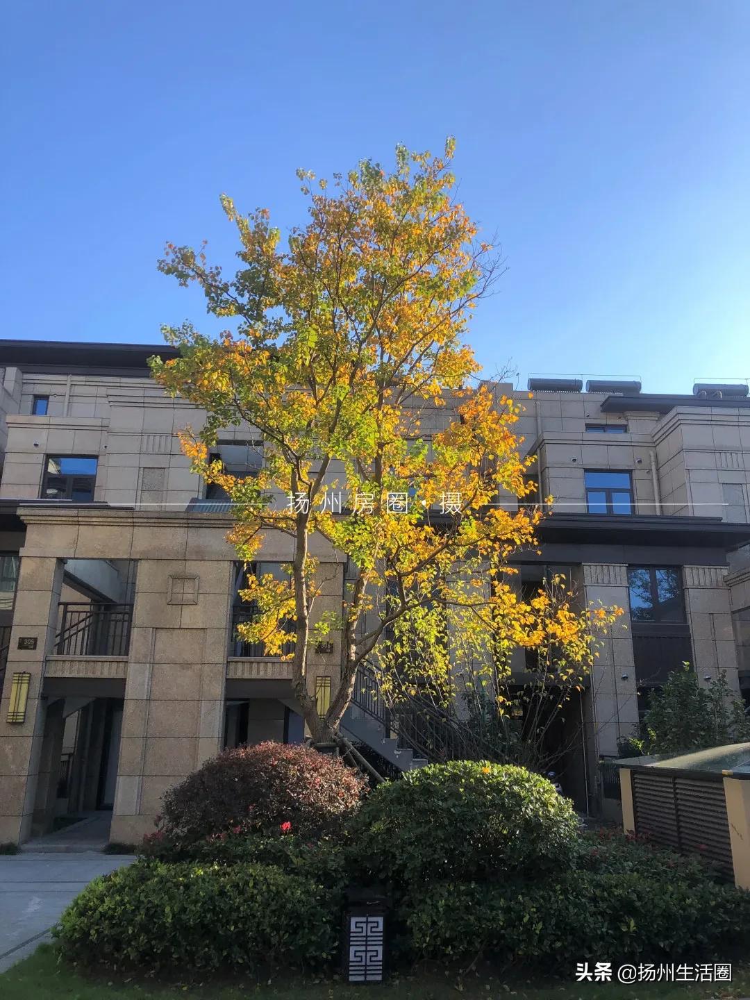 美到极致的园林景观！被扬州这个小区圈粉了！内部细节曝光