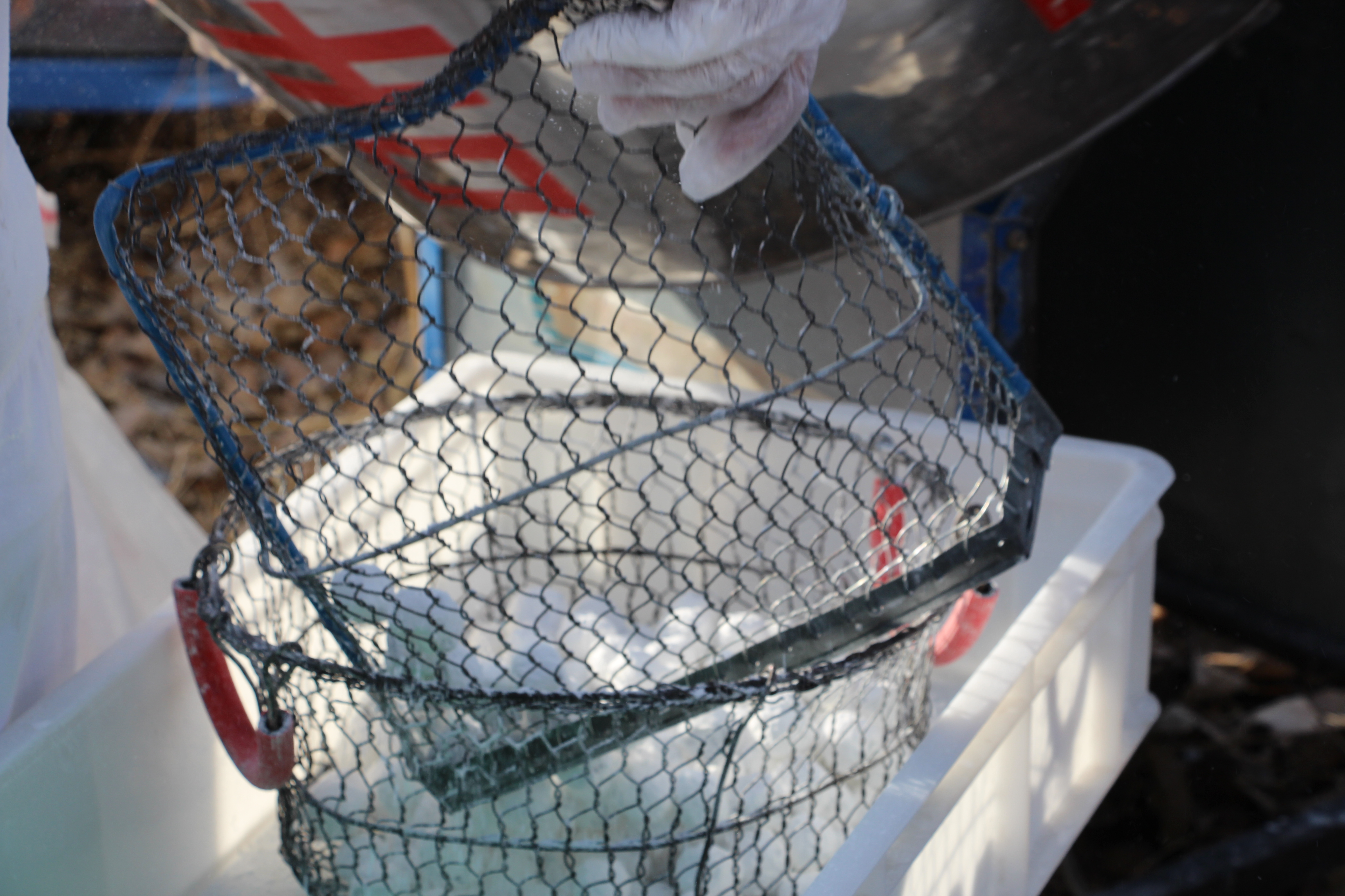 天津市武清区泗村店镇太子务村赶大集