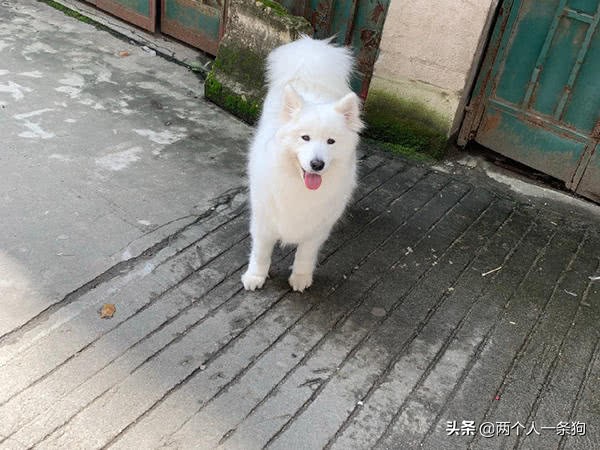 怎样保持萨摩耶洁白的毛,怎么保养萨摩毛发