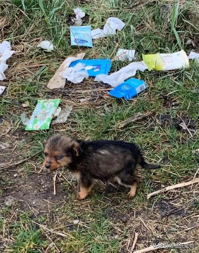 小狗狗捡回来后的成长,捡到一只小狗狗把它带回家