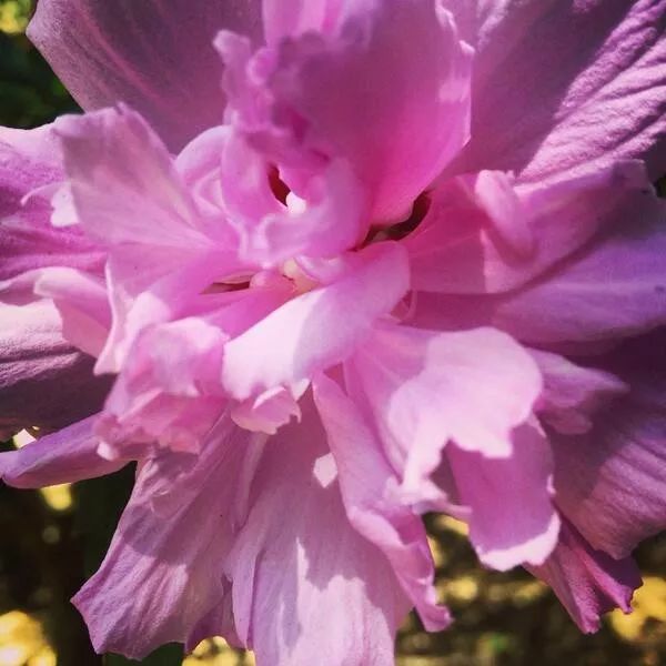 木槿花有多美丽,好看的木槿花