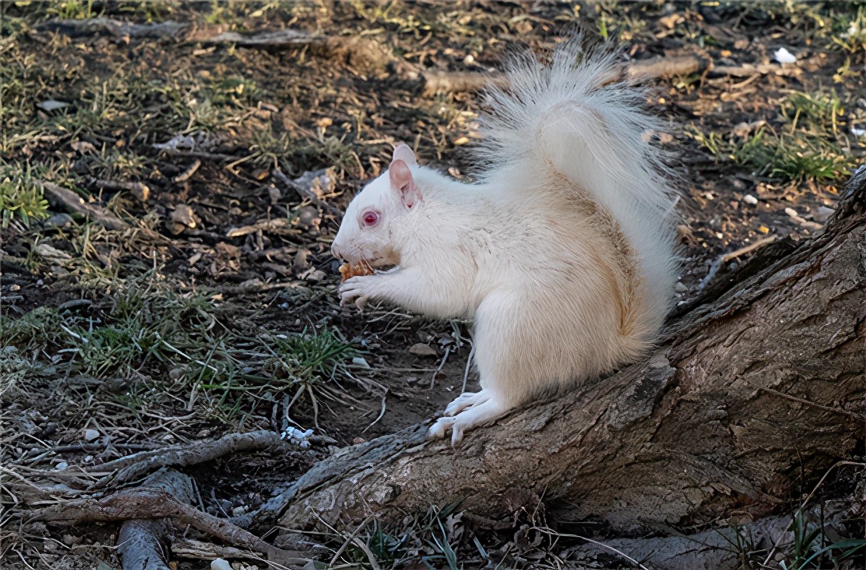 首次发现黄色企鹅,记录人类首次发现黄色企鹅