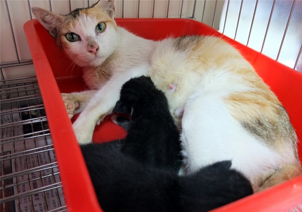 猫咪四岁可以继续养奶猫吗,猫咪多大可以离开母猫单独喂养