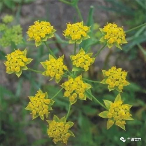 甘麦大枣汤治疗疑难杂症,甘麦大枣汤脏躁心神失养