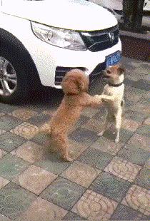 搞笑沙雕图动图,2019沙雕动图合集