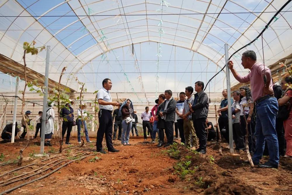 葡萄中的爱马仕阳光玫瑰,不愧是葡萄中的爱马仕