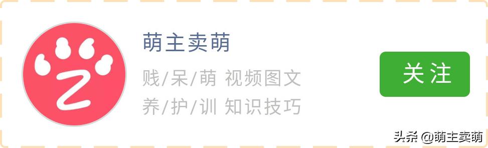 狗狗老是发出咔咔的声音呕清水,狗狗咳嗽干呕发出咔咔咔的声音