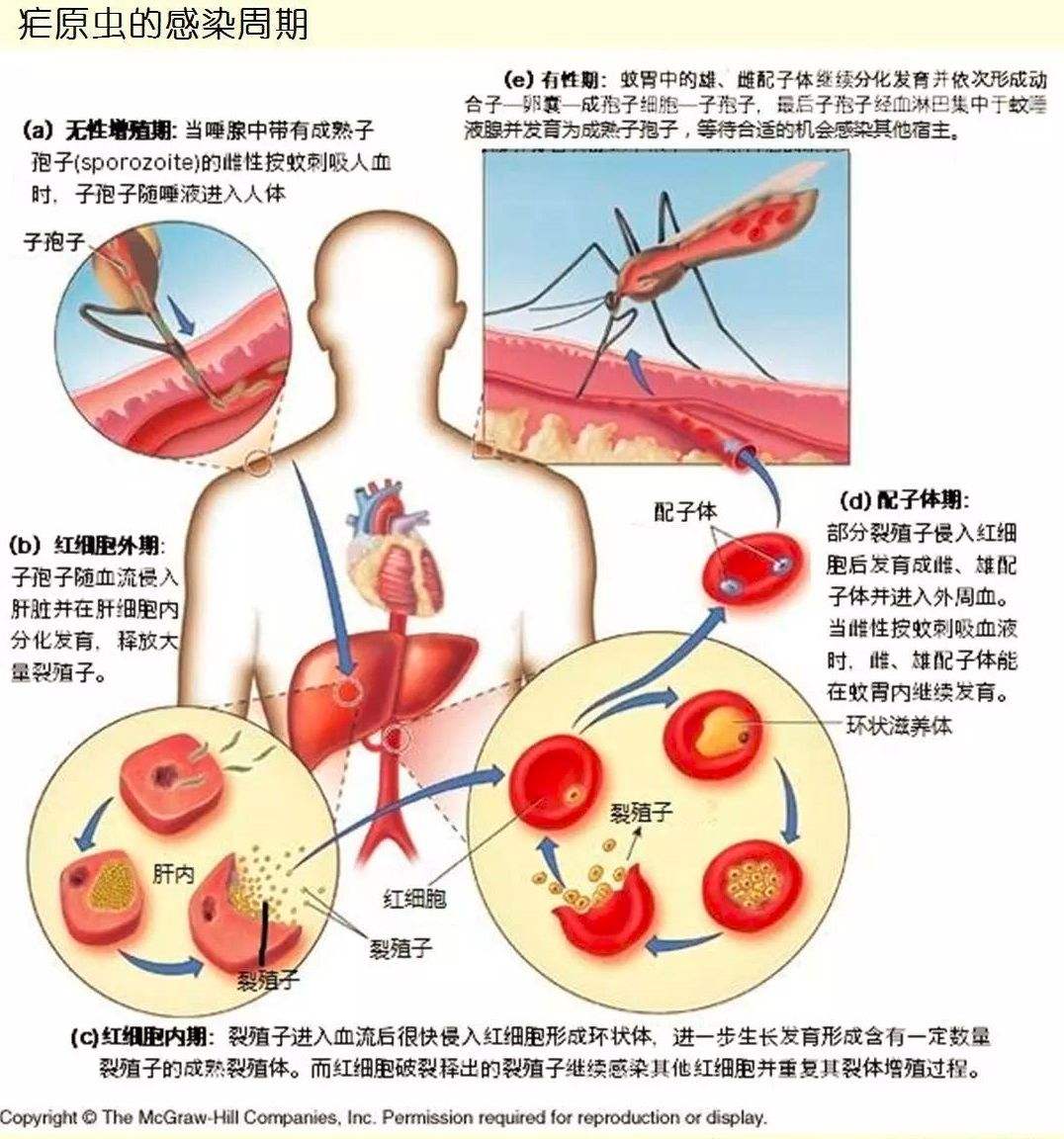 蚊子能传播疟疾，为何不能传播艾滋？一文解除蚊子传播艾滋的担忧