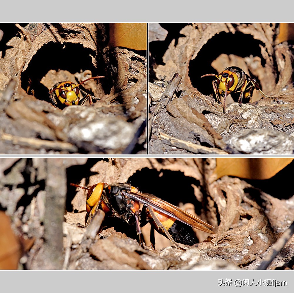 昆虫摄影技巧与方法,蜂蛾拍摄技巧