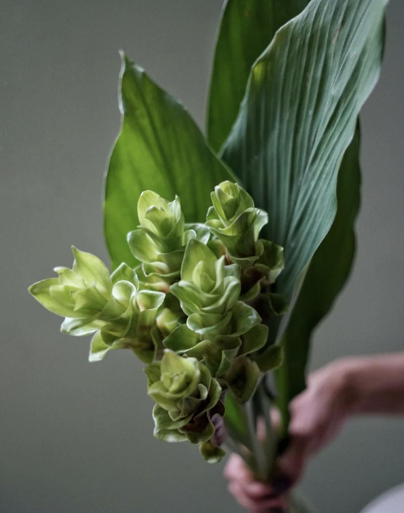 家里要有氛围感什么花比较好,家里高级的花