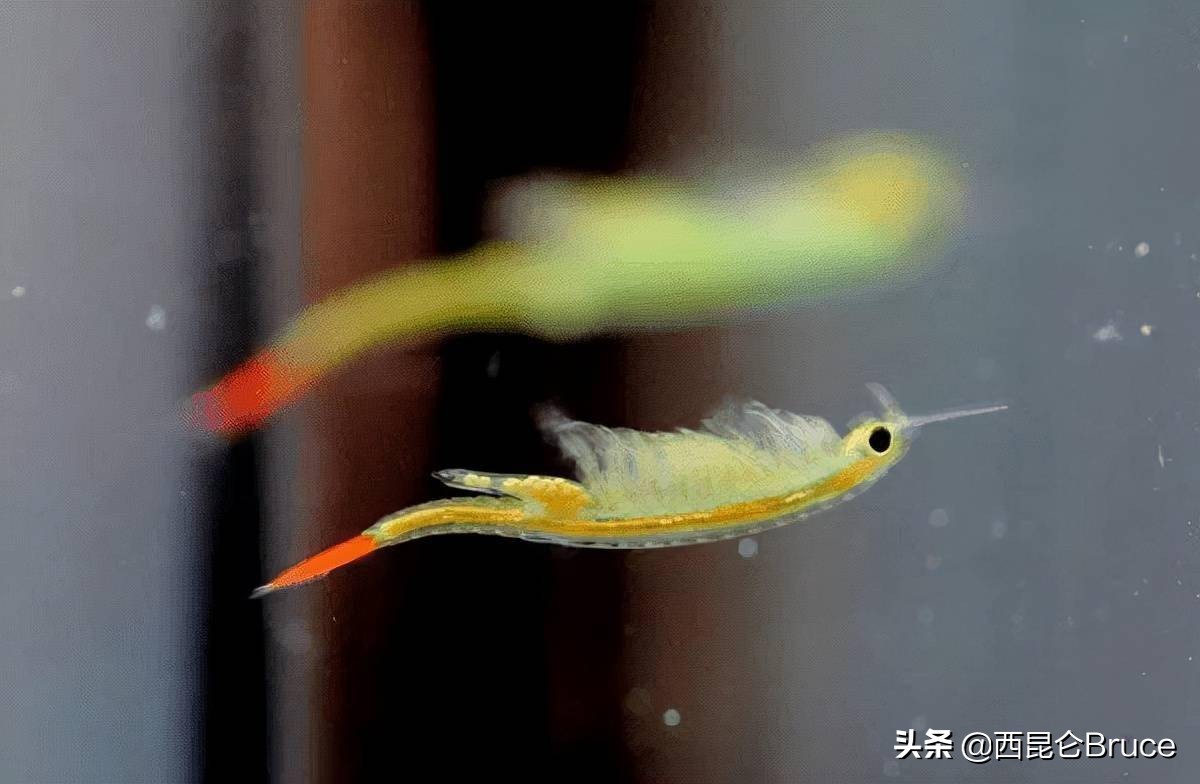 为什么会出现在江苏？2亿年前的仙女虾，到底有什么价值呢