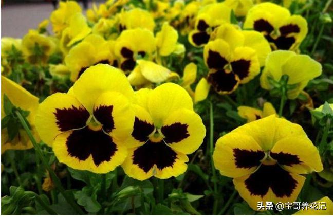 三色堇需要每年都种吗,三色堇枯萎了怎么办