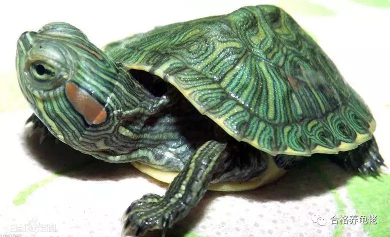 每周一龟|致敬巴神,物美价廉的普通彩龟