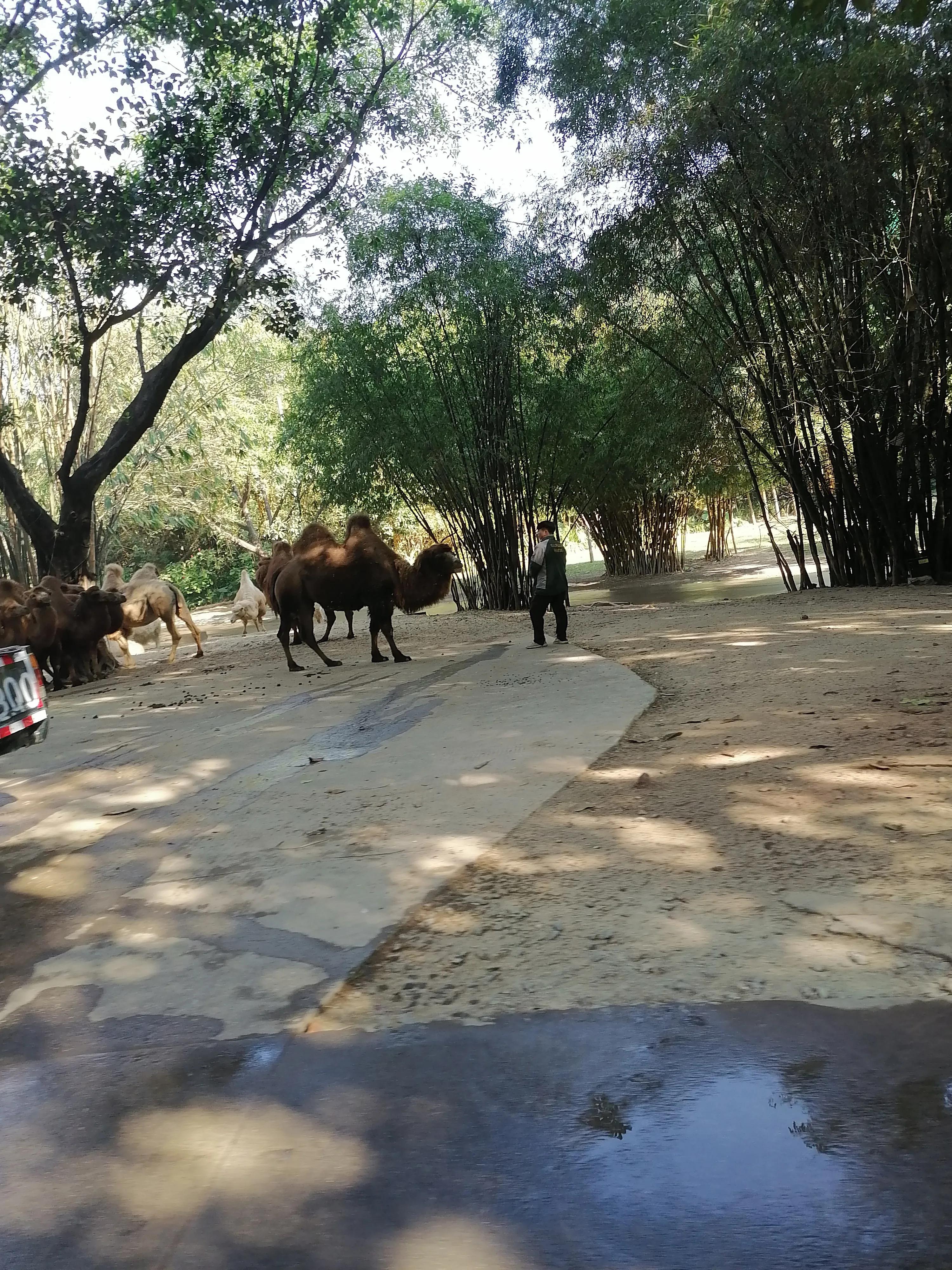 去广州长隆动物世界游玩攻略,广州长隆动物园亲子游玩攻略