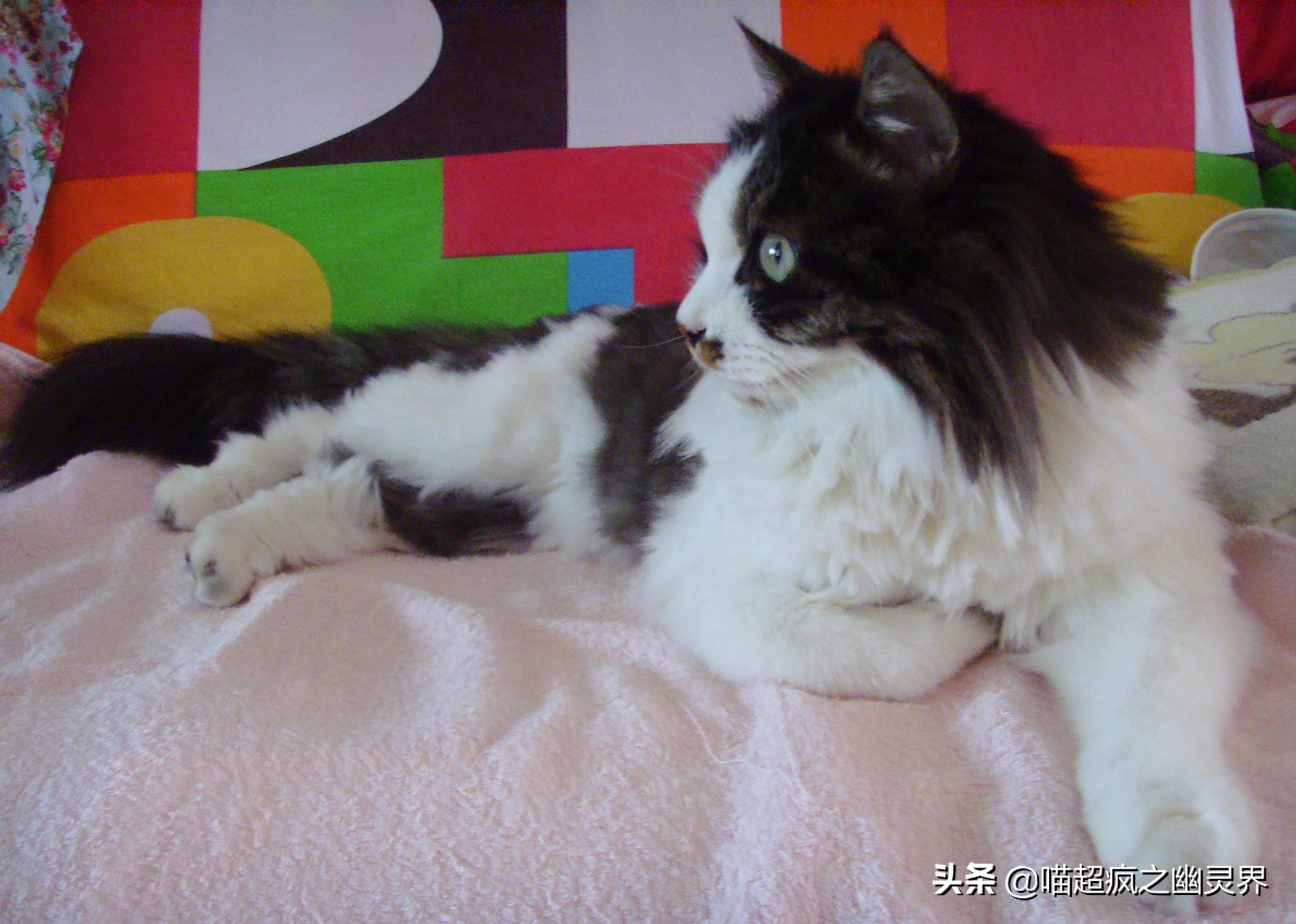 10岁的铲屎官和1岁的猫主子的日常,猫娃子的铲屎官