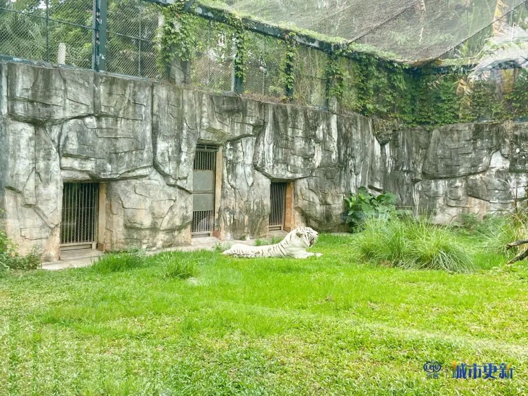 广州动物园什么时候搬迁,广州动物园搬迁