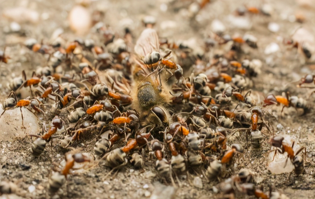 蜜蜂饲养管理实用技术,蜜蜂养殖过程中有哪些注意事项