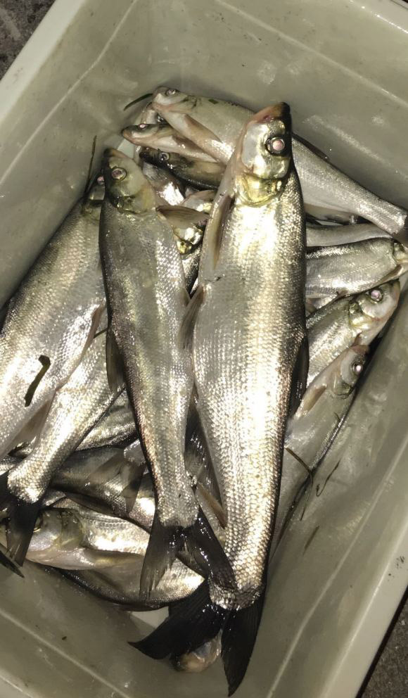 野钓如何记得打窝的点,野钓打窝避小鱼