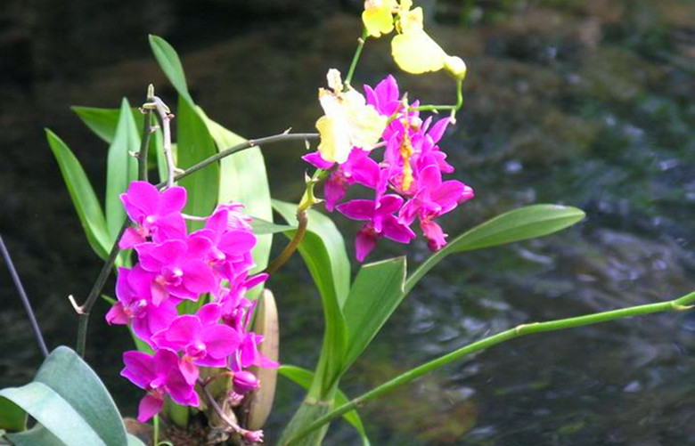 正官坐下食神如何取象,食神取象是什么意思