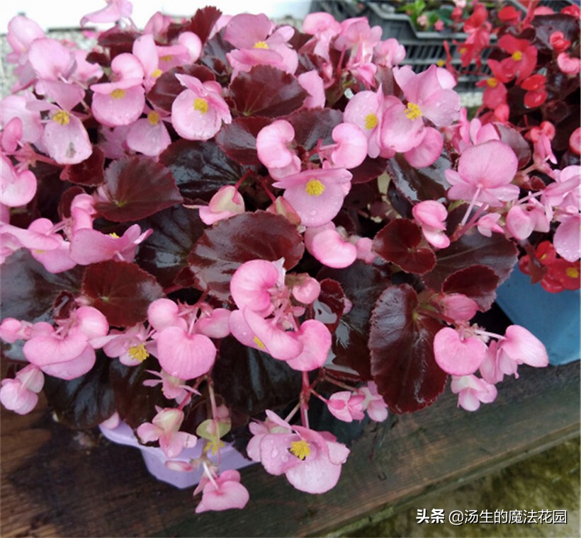 四季海棠暖气房养为啥不开花,四季海棠每年什么时候发芽开花