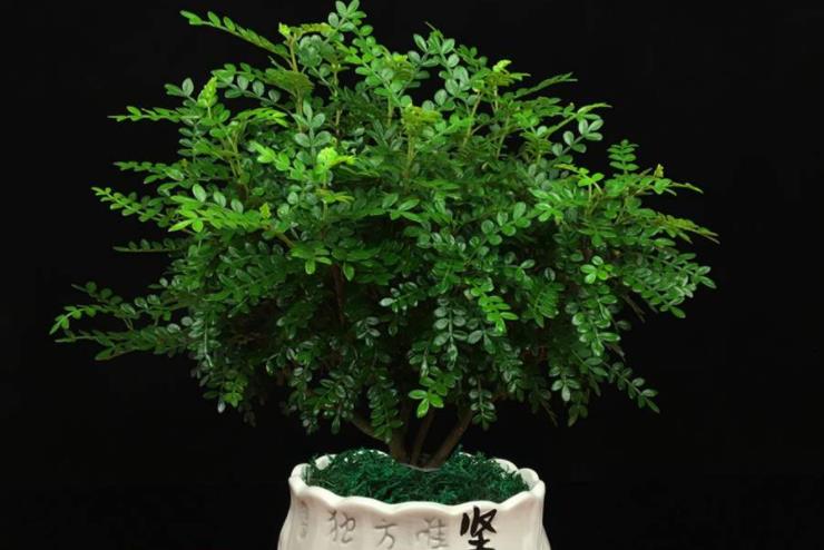 此树自带“香气”，叶子捣成泥是天然面膜，名气不佳1棵仅卖10元