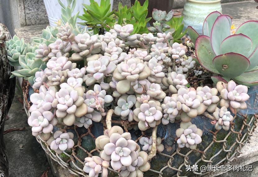 多肉艾伦最美状态,多肉艾伦好度夏吗