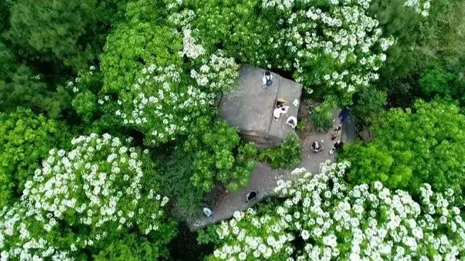 再过2天！仁寿森林音乐节来了，桐子花开满山头，粉白若雪！