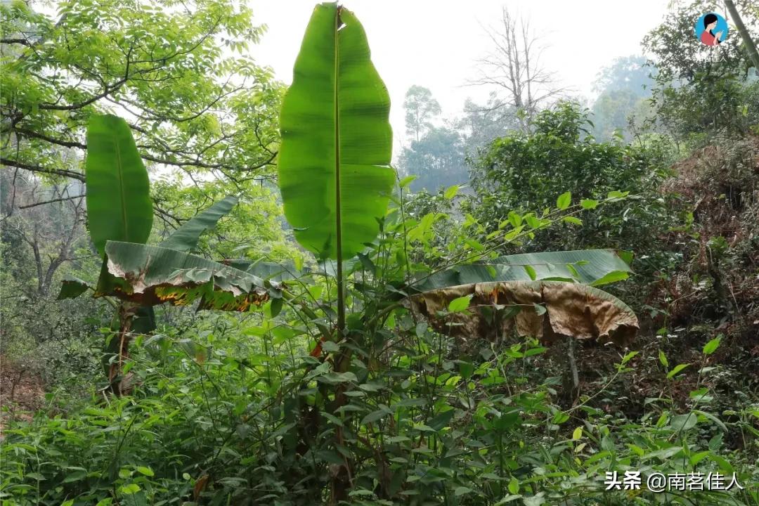 冰岛五寨糯五价格,冰岛五寨谁最有性价比