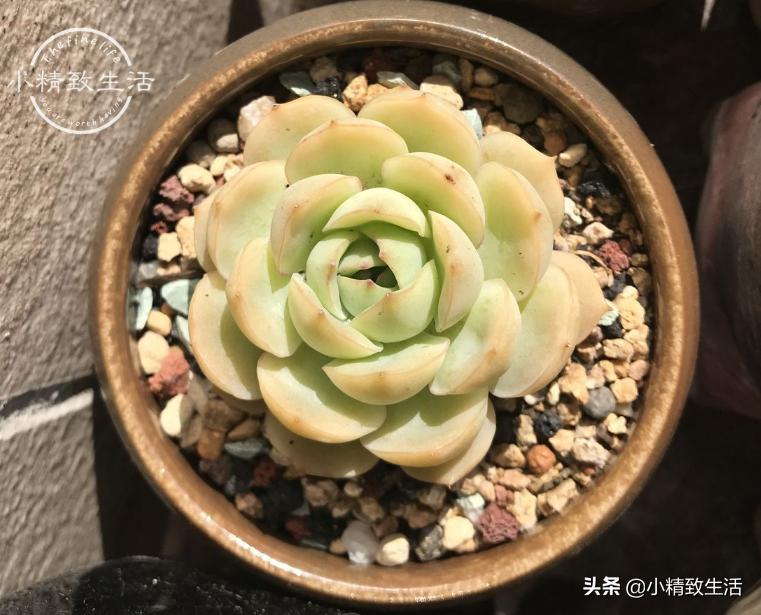 多肉长着长着就歪了怎么办,多肉长歪是什么原因