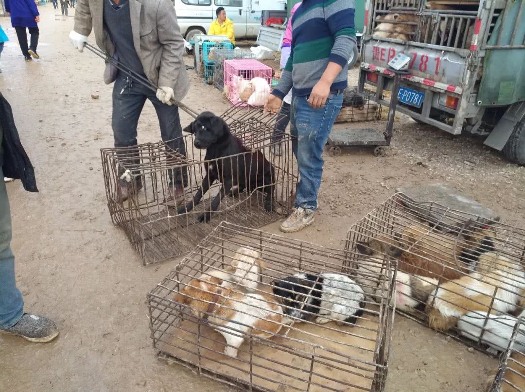 狗市拉布拉多500块钱能买吗,拉布拉多串土狗几代做肉狗