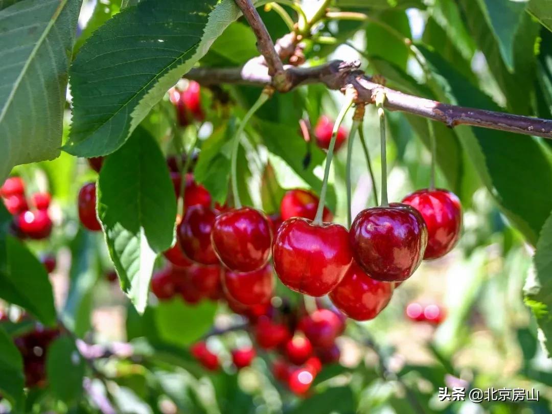 春天房山赏花的地方有哪些,房山赏花攻略