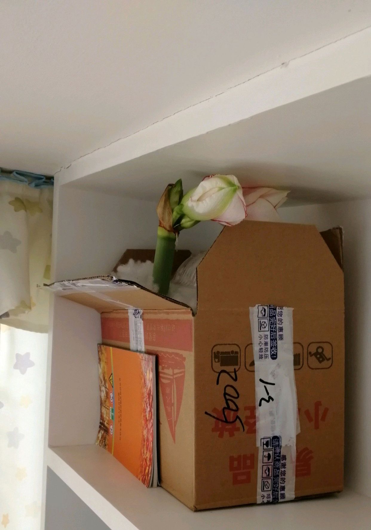 离开武汉三个月没种下的朱顶红包裹居然开花了,花友们讨论激烈