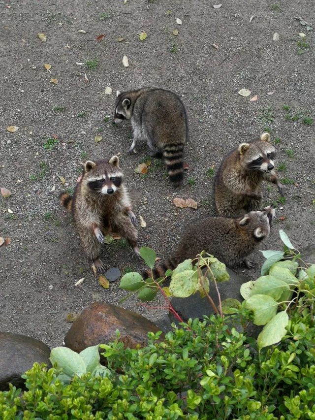 在上海迪士尼怎么玩比较快呢,在上海迪士尼玩一整天
